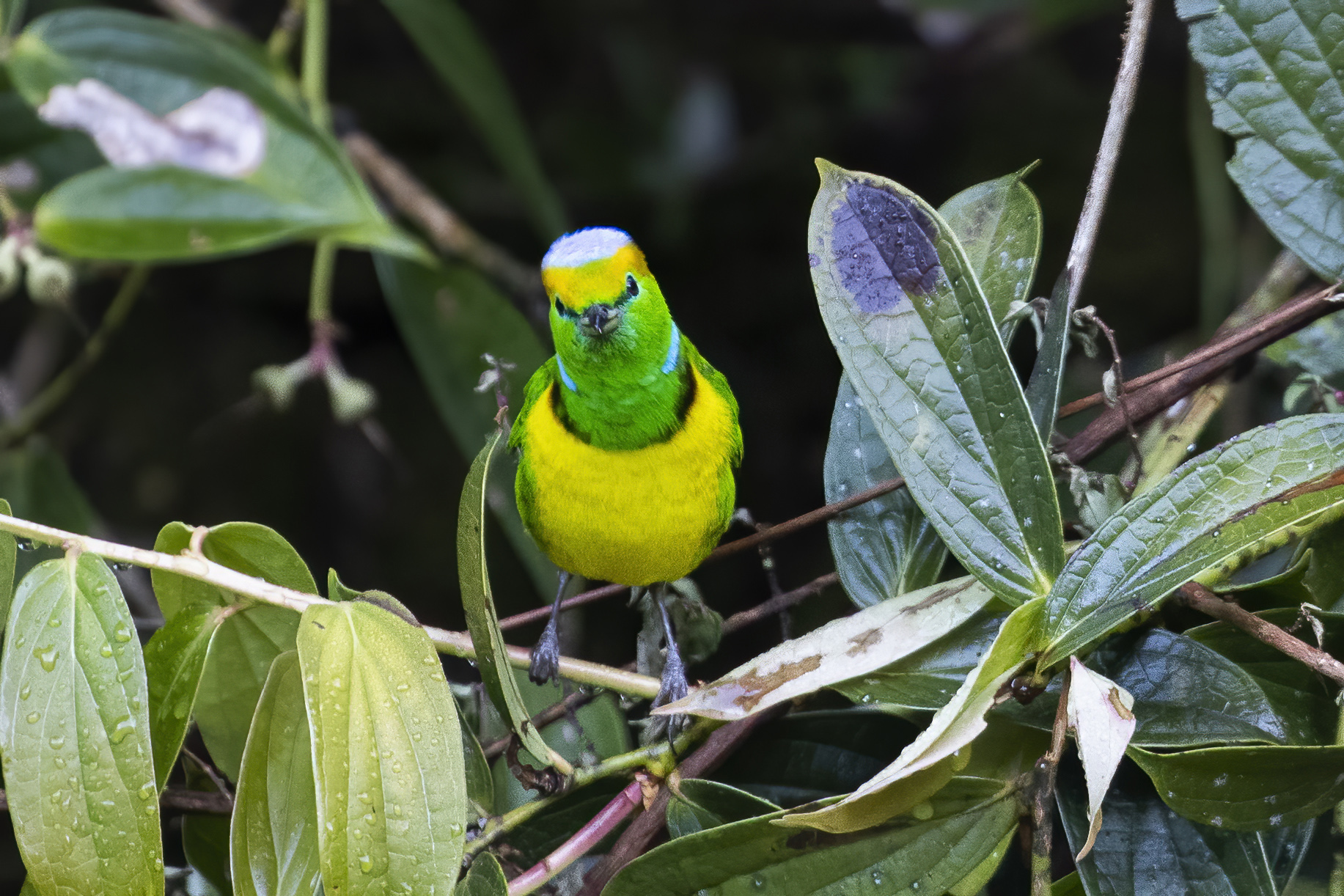 Golden-browed Chlorophonia